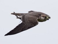 Ger- und Sakerfalke 037